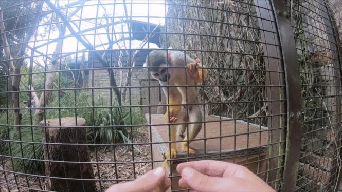 Only Monkeys With Opposable Thumbs Fell for This Classic Magic Trick