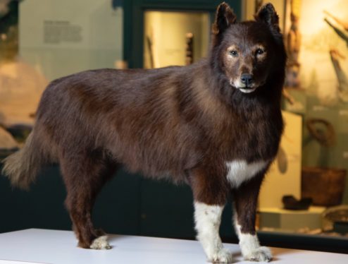 Scientists sequenced the genome of Balto, famous sled dog of 1925 “Serum Run”