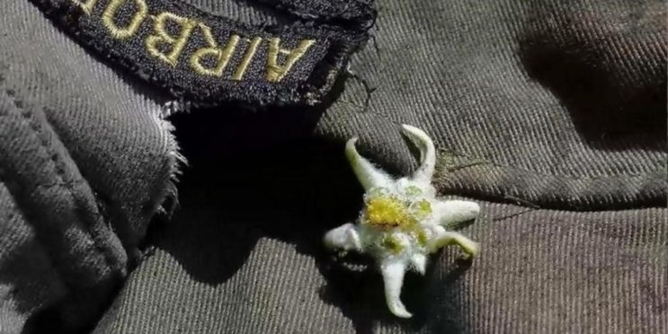 The Real Meaning Behind Band Of Brothers’ Edelweiss Flower