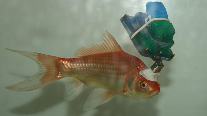 Why Researchers Turned This Goldfish Into a Cyborg