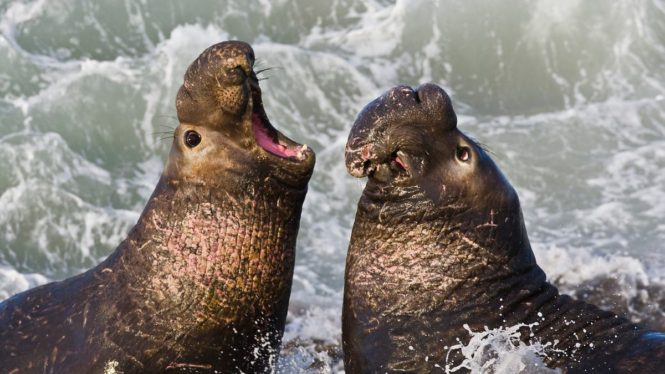 You Won’t Believe How Elephant Seals Sleep Underwater