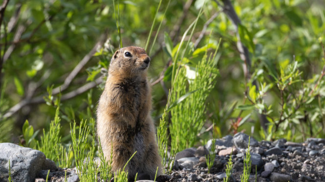 Arctic Squirrels Have a Climate Change Problem