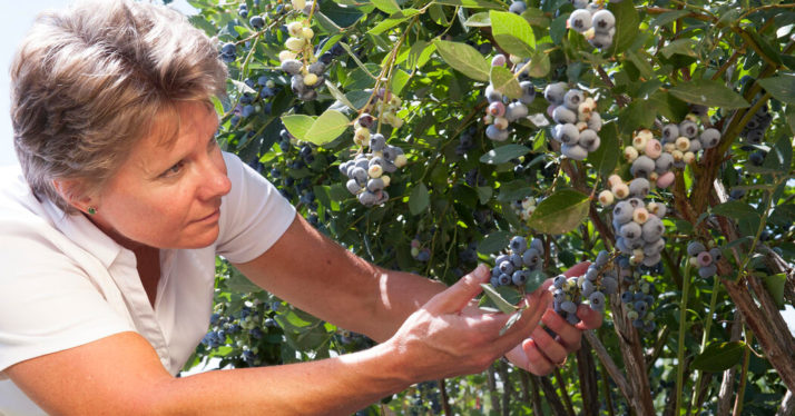 Bernadine Strik, Whose Insights Helped Blueberries Thrive, Dies at 60