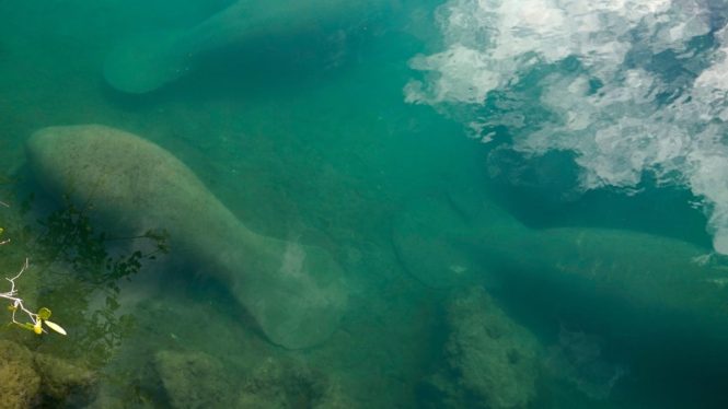 Conservation Groups to Sue Over Florida’s Starving Manatees