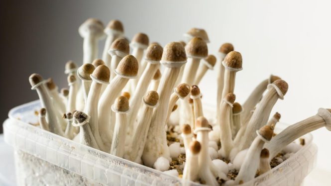 Doing Shrooms Might Have Improved a Man’s Color Blindness, His Doctors Say