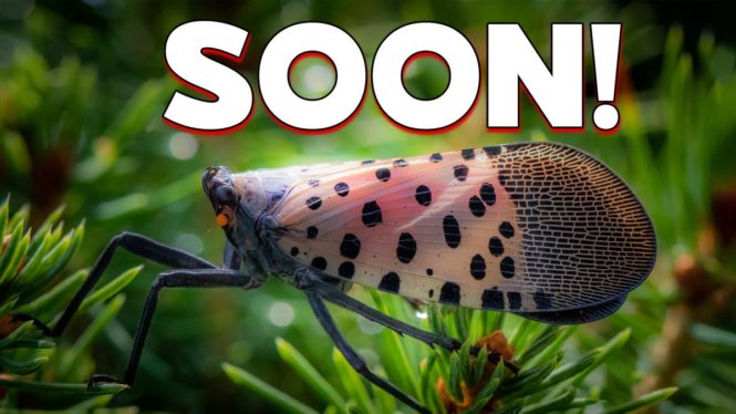 Get Ready for Another Summer of Invasive Lanternflies | Extreme Earth