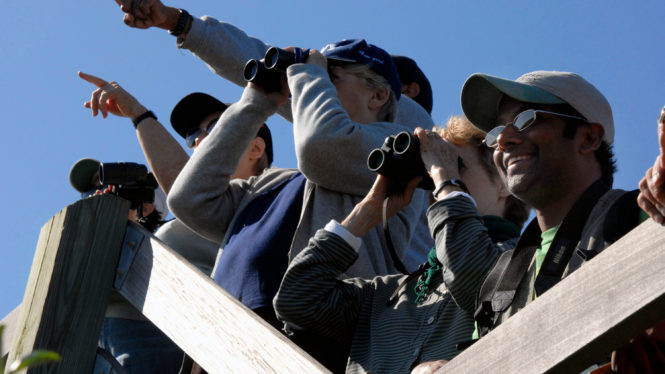 Go Birding With The Times This Summer