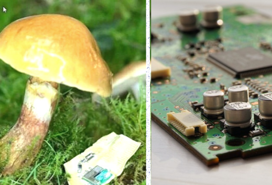 How computer chips made of mushrooms could be the future