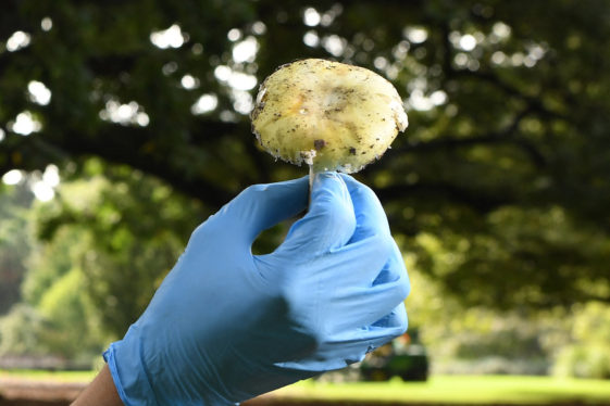 In Search of an Antidote for Poisonous Mushrooms