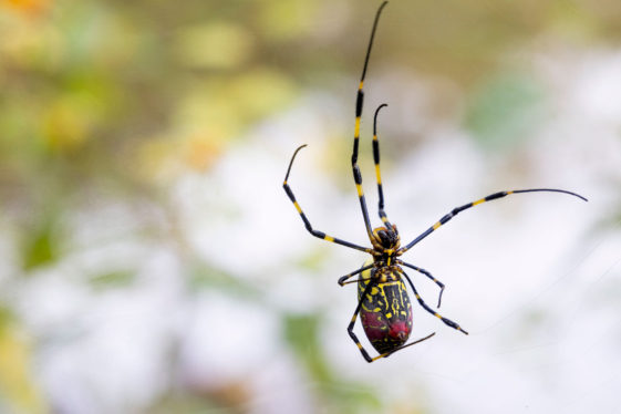 Joro Spiders Look Frightening, but They May Be Scaredy-Cats