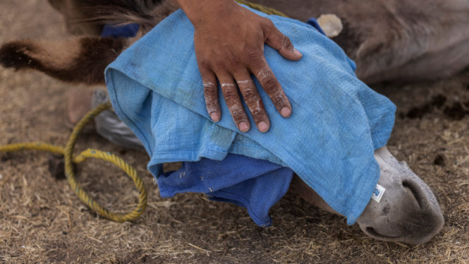 Meet the Roving Veterinarians Caring for Mexico’s Rural Horses