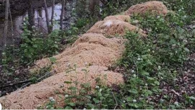 ‘Mission Impastable:’ New Jersey Town Finds 500 Pounds of Pasta Dumped in the Woods