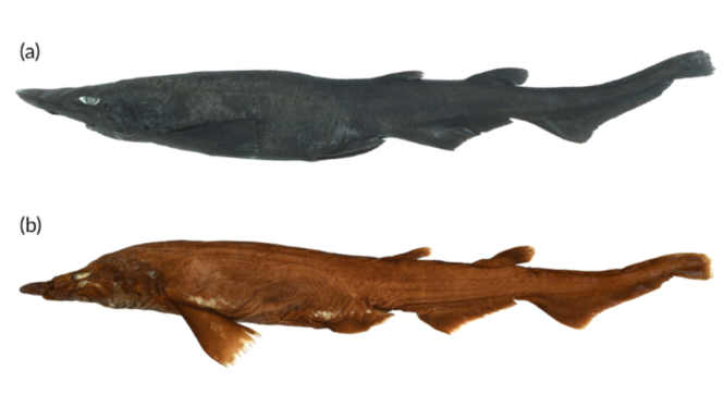 Newly Identified Deepwater Shark Has White Eyes and Weird Eggs