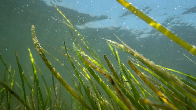 Seagrass: A Powerful Climate Solution Just Below the Ocean’s Surface