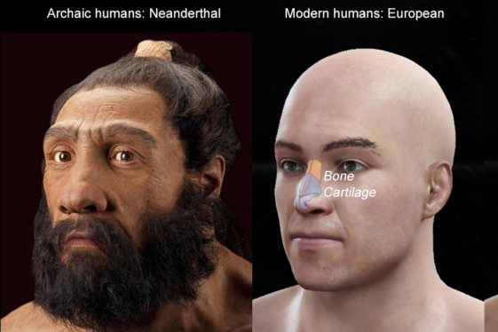 ‘Tall Nose’ Gene in Humans Was Inherited From Neanderthals