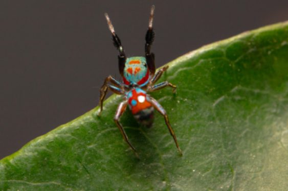 These tiny jumping spiders walk like ants to evade predators
