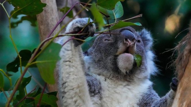 Wild Koalas Are Being Vaccinated Against Chlamydia