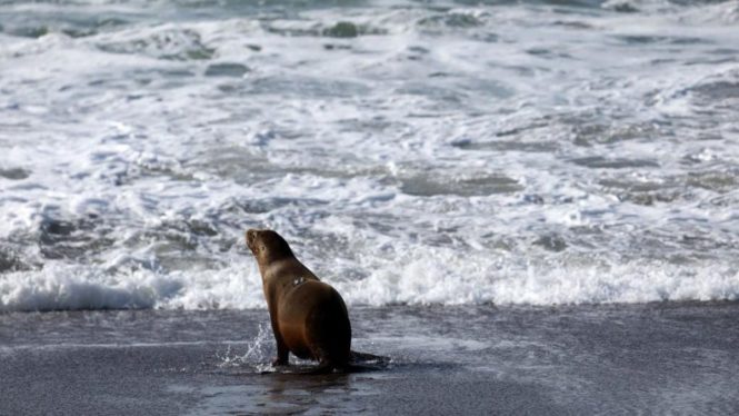 A Toxic Algae Bloom Is Killing California’s Sea Lions