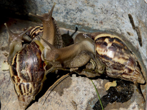 Big Snails Mean Bigger Problems for Florida