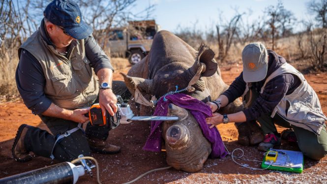 Black Rhinos, Horns Cut Off, Lose Some of Their Gusto