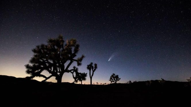 California Officials Vote to Protect the Iconic Joshua Trees