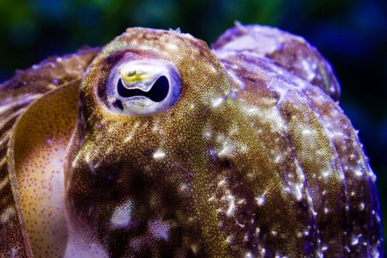 Cuttlefish camouflage gets complicated