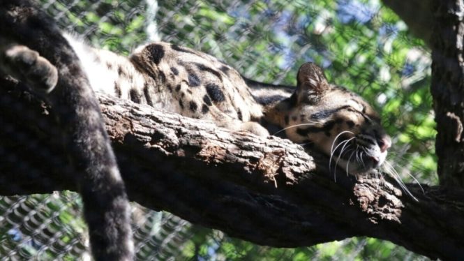Dallas Zoo on Edge After Two Monkeys, Leopard Disappear From Enclosures
