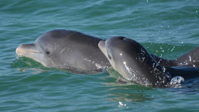 Dolphin Moms Use Baby Talk Around Their Calves, New Research Suggests