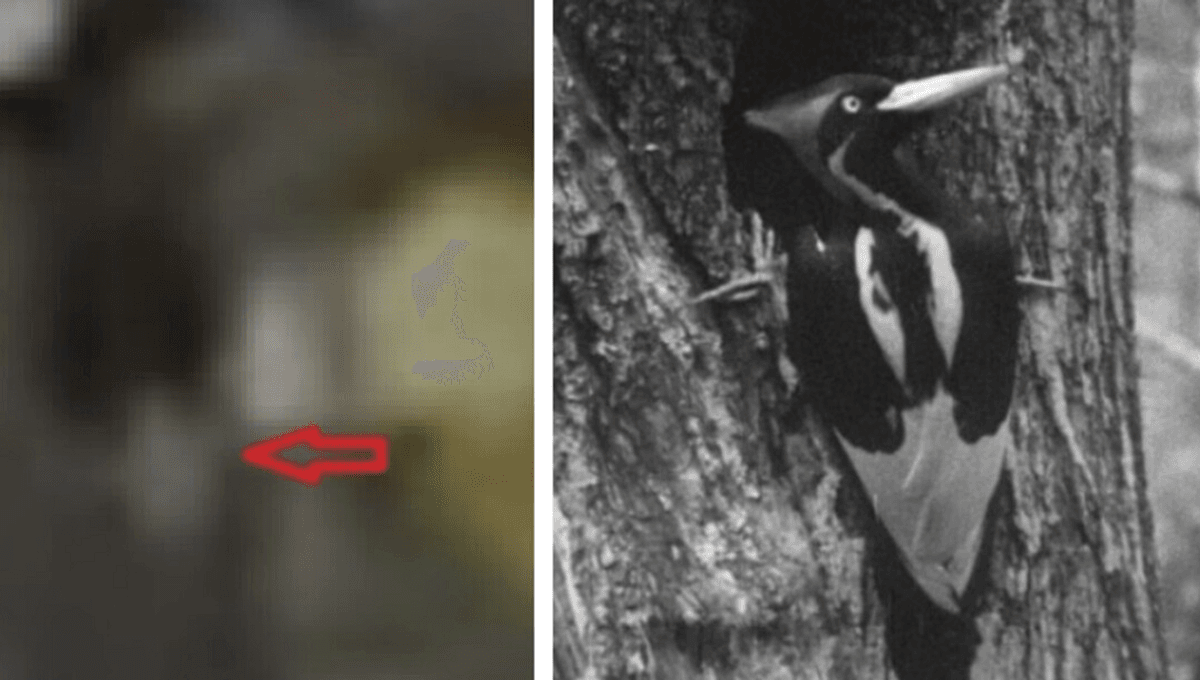 Don’t Get Too Excited About Purported Videos of This Extinct Woodpecker