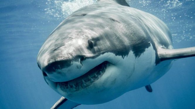Food Blogger Fined Nearly $20,000 After Eating Great White Shark