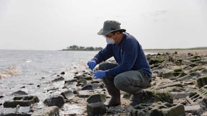 For These Bird Flu Researchers, Work Is a Day at the Very ‘Icky’ Beach