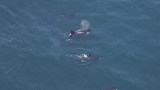 Four Killer Whales Are Spotted Off New England Coast