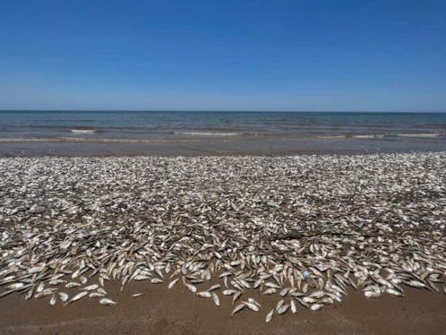 High Temperatures and Low Oxygen Choke Out Thousands of Fish in the Gulf