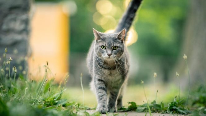 Humans Might Be Fueling the Spread of a Cat-Loving, Mind-Altering Parasite