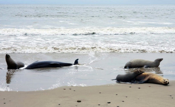Is a Harmful Algae Killing Hundreds of Sea Lions in California?