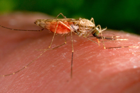 Malaria spreading in Texas and Florida; first US-based cases in two decades