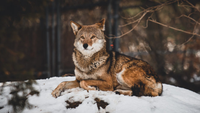 More Than a Third of All Plants and Animals in the U.S. Could Go Extinct