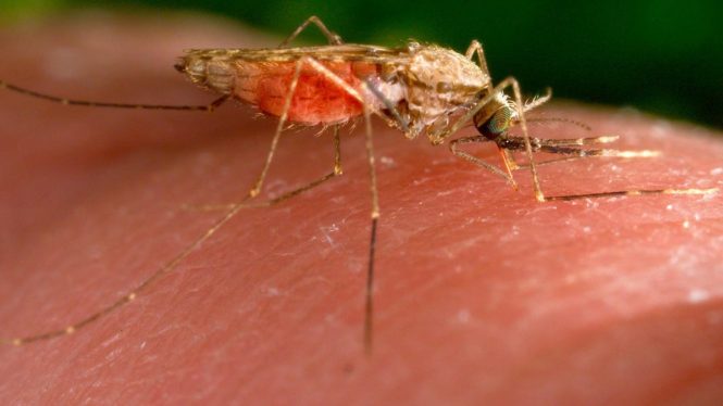 Mosquitos Carrying Malaria Found in Florida