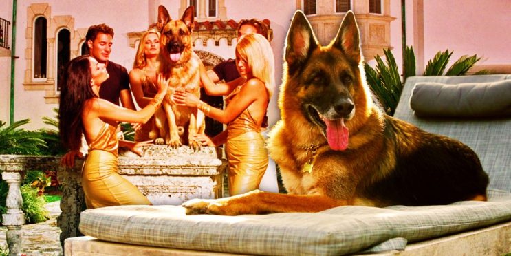 Netflix’s Millionaire Dog Documentary Gets So Much Weirder Than You Think