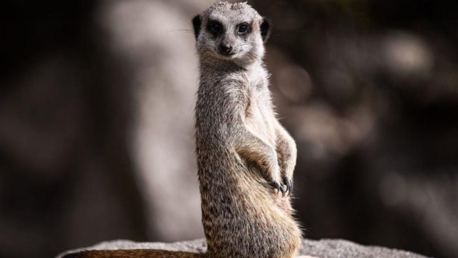 Philadelphia Zoo Suspects Topical Dye Killed Five of Its Meerkats