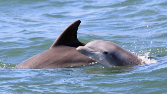 Putin’s Porpoises: Russia Doubles Dolphin Soldier Pens in Crimea to ‘Counter Enemy Divers’