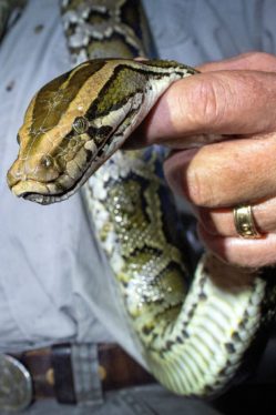 Pythons, Invasive and Hungry, Are Making Their Way North in Florida