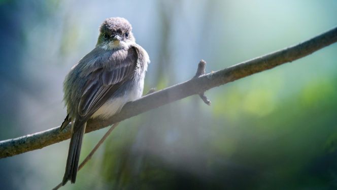 Sparrows Are the Main Suspects in a Bird-Nest Murder