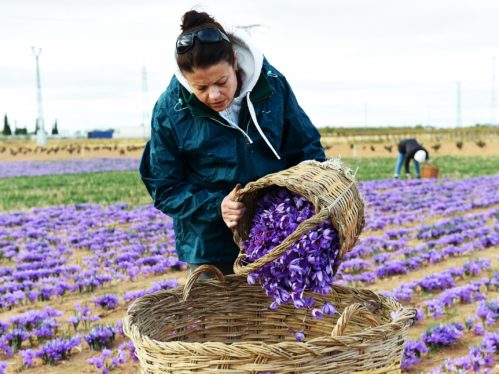 The Climate Crisis Is Threatening Spain’s Saffron Crop