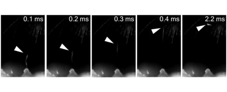 The tiniest hitchhikers: Nematodes leap onto bumblebees via electric fields