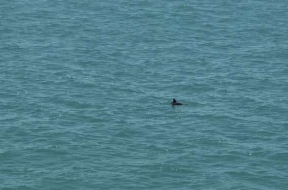 The Vaquita Hangs On: Drone Video Shows a Critically Endangered Porpoise in Mexico