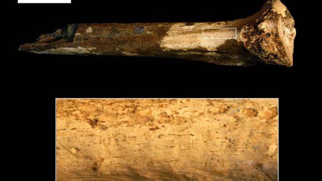 This May Be the Earliest Evidence of Hominin Cannibalism