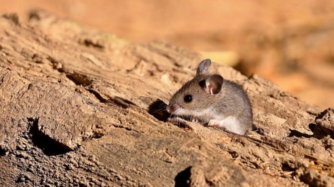 Two People in New Mexico Have Died From Hantavirus This Year