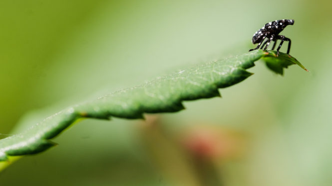 What to Know About This Summer’s Spotted Lanternfly Resurgence