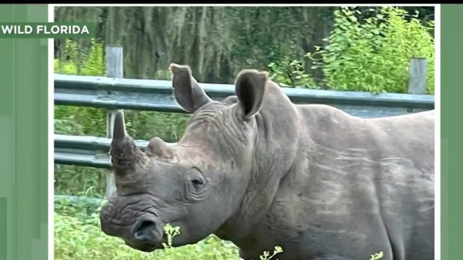 White Rhino Shot to Death in Florida One Day After Arriving at Safari Park